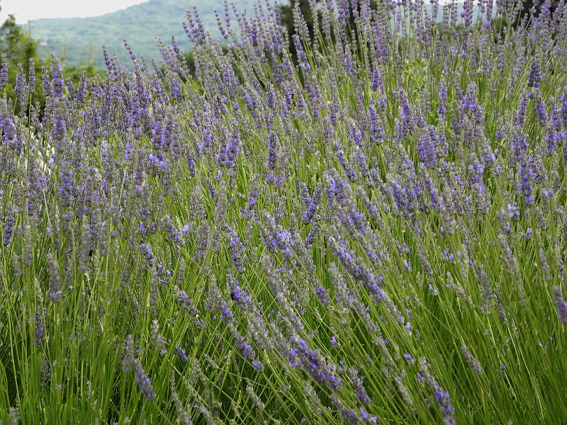 istria2009 146.jpg - Lawenda - mój ukochany zapach...